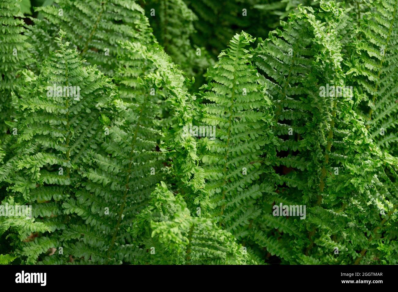 Dryopteris filix-Mas - `crispa Cristata' Stockfoto